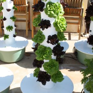 Grow your own hydroponic fruits, vegetables and herbs at home with Dallas Urban Farms!