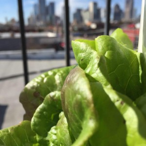 Dallas Lettuce - Dallas Urban Farms              