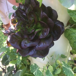 Special Lettuce - Dallas Urban Farms                       