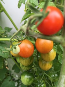 Local Heirloom Cherry Tomatoes - Dallas Urban Farms                       